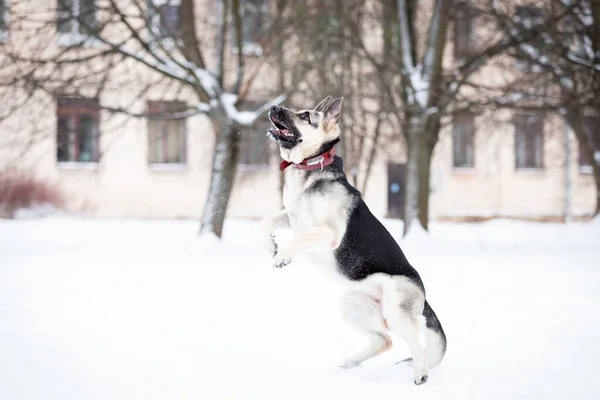 Yetişkin Doğu Avrupa Çoban Köpeği Kış Günü Dışarıda Yürüyor — Stok fotoğraf