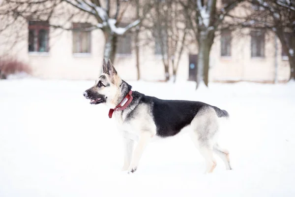 Yetişkin Doğu Avrupa Çoban Köpeği Kış Günü Dışarıda Yürüyor — Stok fotoğraf