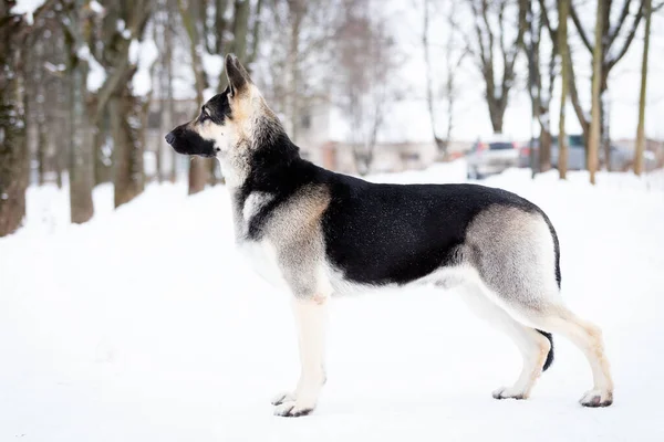 Yetişkin Doğu Avrupa Çoban Köpeği Kış Günü Dışarıda Yürüyor — Stok fotoğraf