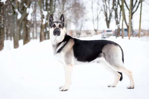 Yetişkin Doğu Avrupa Çoban Köpeği Kış Günü Dışarıda Yürüyor — Stok fotoğraf