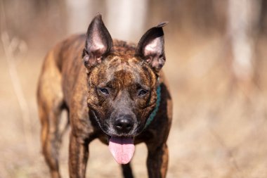 Kırpılmamış kulakları olan kızıl amerikalı bir teriyer bahar tarlasında yürür.