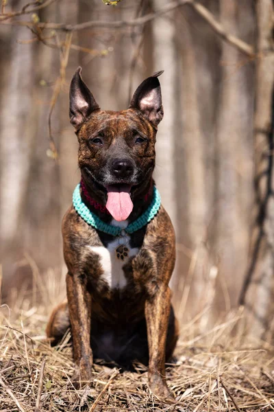 Red American Staffordshire Terrier Cropped Ears Walks Outdoor Spring Field — Stock Photo, Image