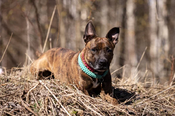 Roter Amerikanischer Staffordshire Terrier Mit Nicht Abgeschnittenen Ohren Spaziert Auf — Stockfoto