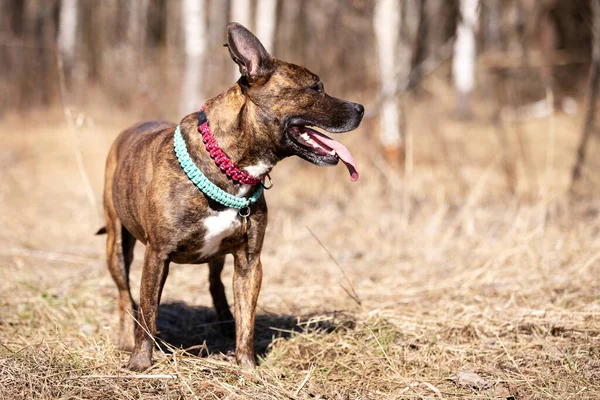 Red American Staffordshire Terrier Con Orejas Recortadas Camina Aire Libre —  Fotos de Stock