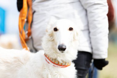 Sevimli Borzoi köpeği bahar tarlasında yürüyor, Rus manzaralı.