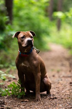 Kızıl Amerikan personeli teriyeri parkta yürüyor.