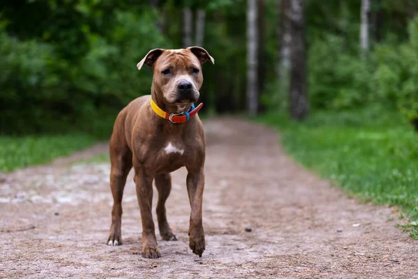 Red American Staffordshire Terrier Περπατά Εξωτερική Στο Πάρκο — Φωτογραφία Αρχείου