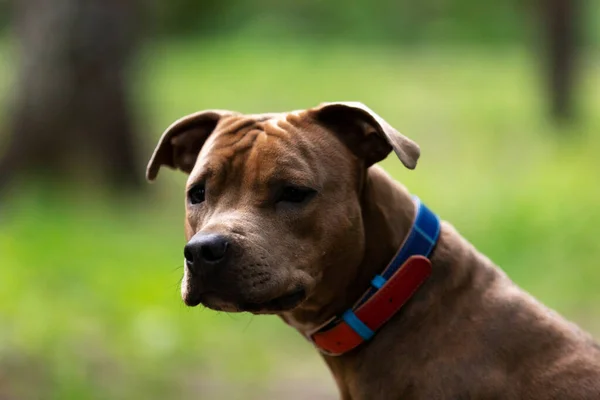 Red american staffordshire terrier walks outdoor at park