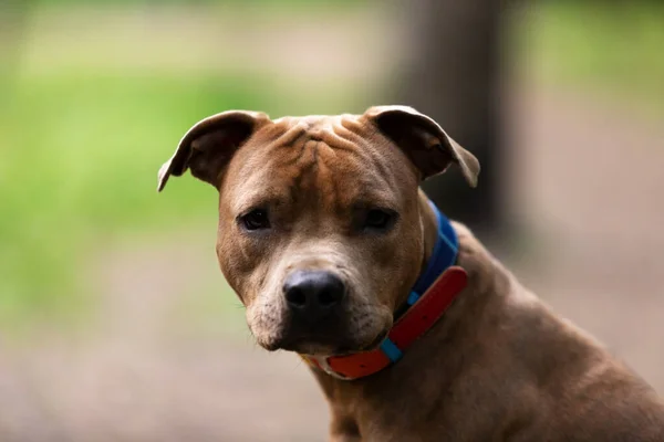 Red american staffordshire terrier walks outdoor at park