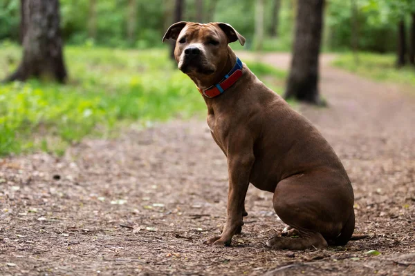 Red American Staffordshire Terrier Περπατά Εξωτερική Στο Πάρκο — Φωτογραφία Αρχείου