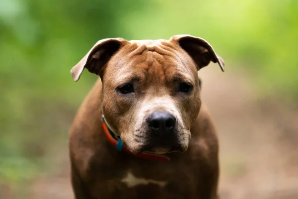 Red American Staffordshire Terrier Paseos Aire Libre Parque —  Fotos de Stock