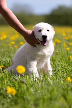 Orta Asya köpek yavrusu. Shepard köpeği yaz günü dışarı çıkar.