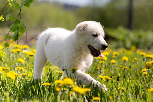 Štěně Střední Asie Shepard Pes Chodí Venku Letní Den — Stock fotografie
