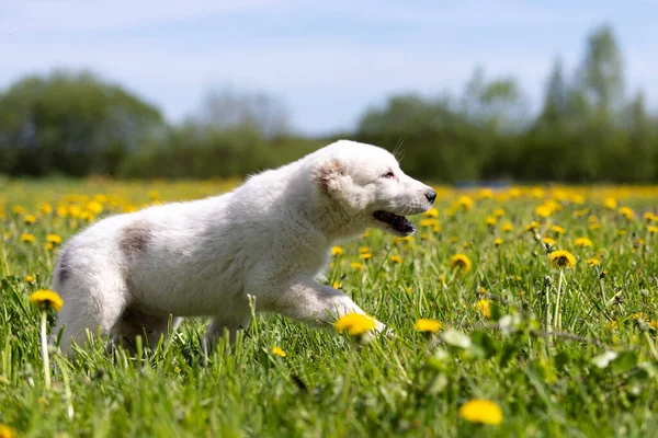 Puppy Central Asia Shepard Dog Walks Outdoor Summer Day — Stock Photo, Image