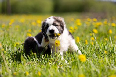 Orta Asya çoban köpeğinin yavrusu yaz günü dışarı çıkar.