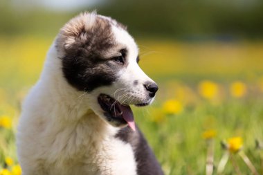 Orta Asya çoban köpeğinin yavrusu yaz günü dışarı çıkar.
