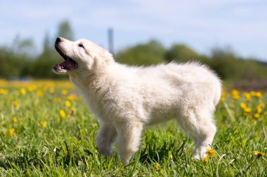 Orta Asya çoban köpeğinin yavrusu yaz günü dışarı çıkar.