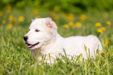 Orta Asya çoban köpeğinin yavrusu yaz günü dışarı çıkar.