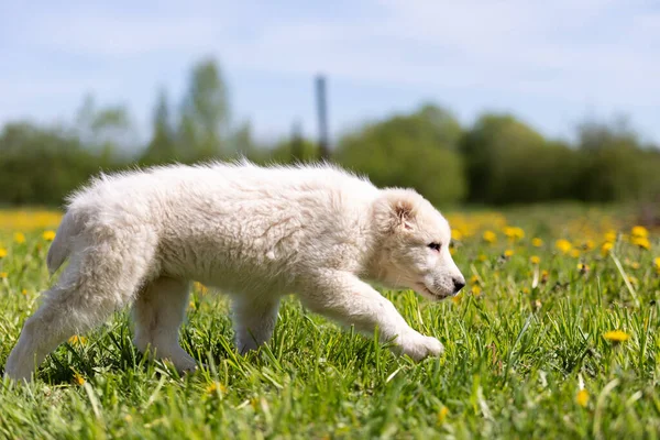 Puppy Central Asia Shepherd Dog Walks Outdoor Summer Day — Stock Photo, Image