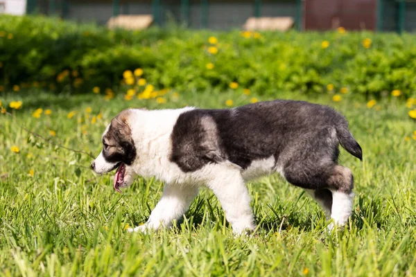 Cucciolo Asia Centrale Cane Pastore Passeggiate All Aperto Durante Giorno — Foto Stock