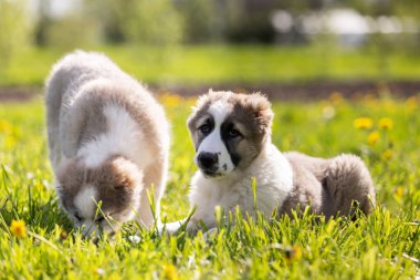 Orta Asya çoban köpeğinin yavrusu yaz günü dışarı çıkar.
