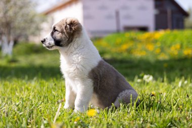 Orta Asya çoban köpeğinin yavrusu yaz günü dışarı çıkar.