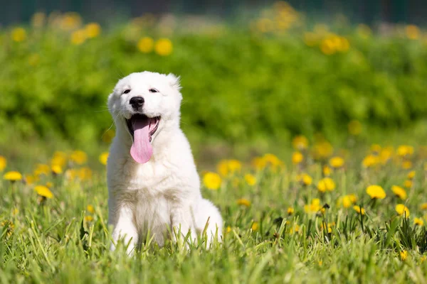 Orta Asya çoban köpeğinin yavrusu yaz günü dışarı çıkar.