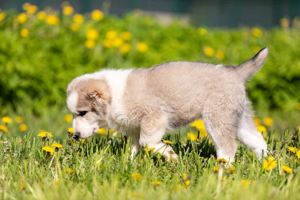 Puppy Van Centraal Azië Herder Hond Wandelingen Buiten Zomerdag — Stockfoto