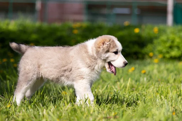 亚洲中部牧羊犬的幼犬夏天在户外散步 — 图库照片