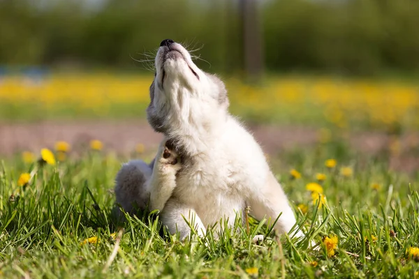 Orta Asya çoban köpeğinin yavrusu yaz günü dışarı çıkar.
