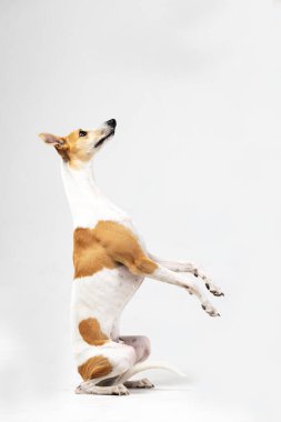 Yetişkin brindle kamçı köpeği beyaz, hilekar tavşancığa kapalı bir yerde oturur.