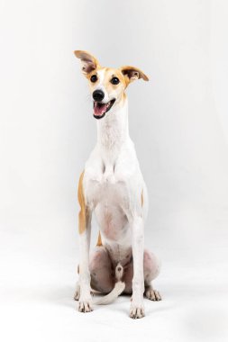 Yetişkin brindle kamçı köpeği kapalı bir yerde, beyazın üzerinde tek başına oturuyor.