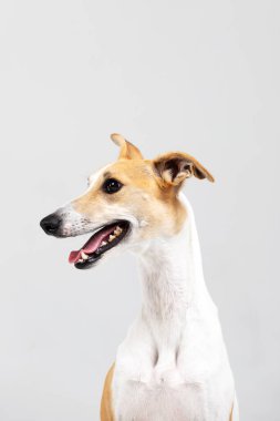 Yetişkin brindle kamçı köpeği kapalı bir yerde, beyazın üzerinde tek başına oturuyor.
