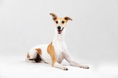 Yetişkinler kamçı köpekleri içeri sokup, beyazları izole ediyor.