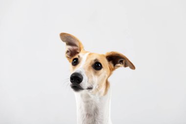 Yetişkin brindle kamçı köpeği kapalı bir yerde, beyazın üzerinde tek başına oturuyor.