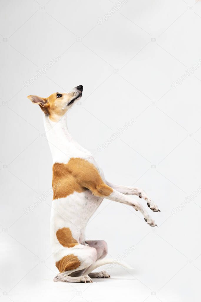 Adult brindle whippet dog sits indoor isolated on white, trick bunny