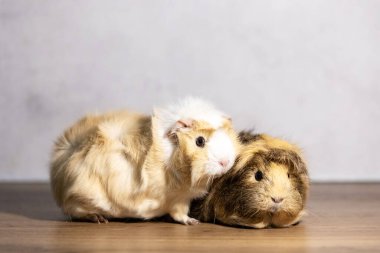 Gri arka plandaki ahşap masada sevimli kobaylar.