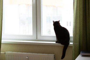 Sevimli kara kedi erkek pencere kenarında oturur, evde kalır, karantina, izolasyon