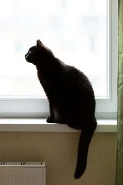 Sevimli kara kedi erkek pencere kenarında oturur, evde kalır, karantina, izolasyon