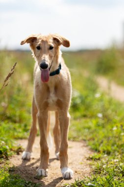 Borzoi 'nin kırmızı köpek yavrusu yaz günü dışarı çıkıyor, Rus manzaralı, 4 aylık.