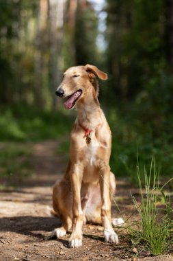 Borzoi 'nin kırmızı köpek yavrusu yaz günü dışarı çıkıyor, Rus manzaralı, 5 aylık.