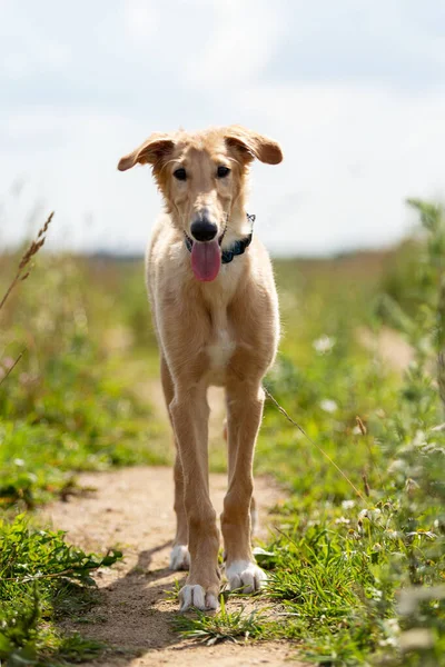 Κόκκινο Κουτάβι Των Borzoi Περπατά Υπαίθρια Την Ημέρα Του Καλοκαιριού — Φωτογραφία Αρχείου