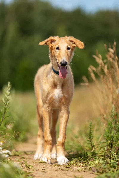 Cachorrinho Vermelho Borzoi Anda Livre Dia Verão Sighthound Russo Meses — Fotografia de Stock