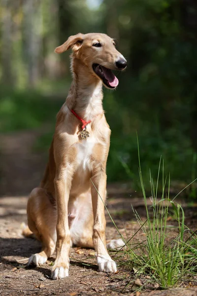 Roter Barsoi Welpe Geht Sommertag Draußen Spazieren Russischer Windhund Monate — Stockfoto