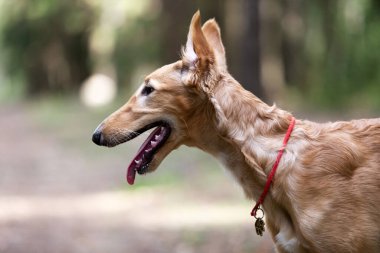 Borzoi 'nin kırmızı köpek yavrusu yaz günü dışarı çıkıyor, Rus manzaralı, 5 aylık.