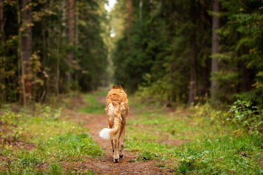 Borzoi 'nin kırmızı köpek yavrusu yaz günü dışarı çıkar, Rus manzarası, 6 ay, geri, beni takip et.