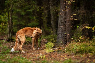 Borzoi 'nin kırmızı köpek yavrusu yaz günü dışarı çıkıyor, Rus manzaralı, 6 aylık.