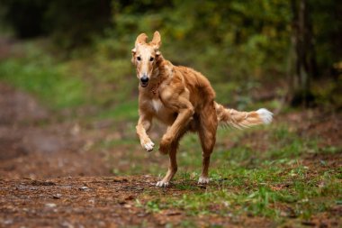 Borzoi 'nin kırmızı köpek yavrusu yaz günü dışarı çıkıyor, Rus manzaralı, 6 aylık.