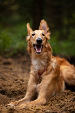 Borzoi 'nin kırmızı köpek yavrusu yaz günü dışarı çıkıyor, Rus manzaralı, 6 aylık.