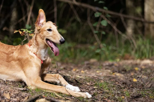 Borzoi Nin Kırmızı Köpek Yavrusu Yaz Günü Dışarı Çıkıyor Rus — Stok fotoğraf